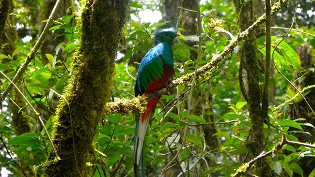 Guide To Monteverde Cloud Forest Reserve In Costa Rica