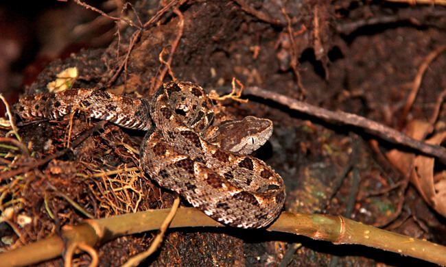 a-baby-fer-de-lance.jpg