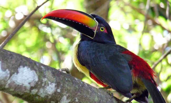 a-firey-billed-toucan-in-the-osa.jpg