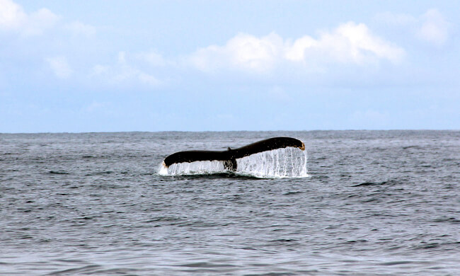 a-hump-back-whale-diving.jpg