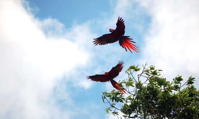 a-paif-or-scarlet-macaws-take-flight.jpg