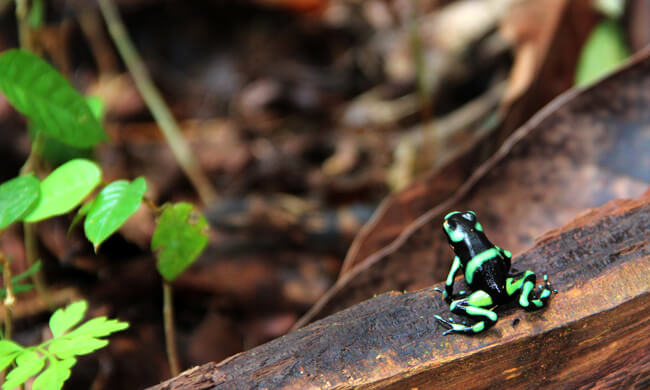 black-and-green-dart-frog.jpg