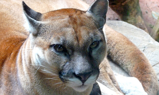 costa-rican-puma.jpg