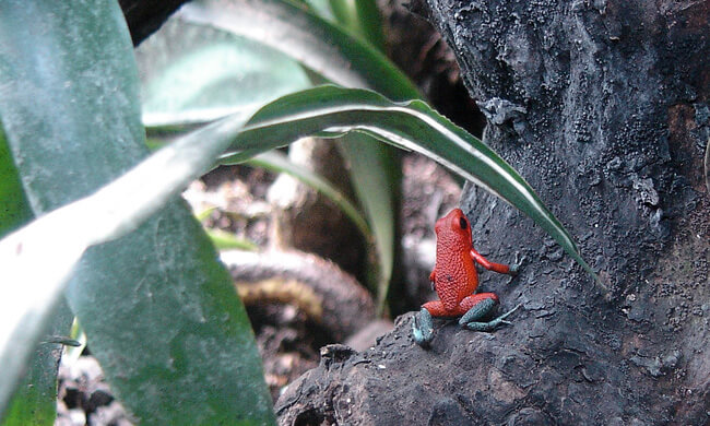 granular-dart-frog.jpg