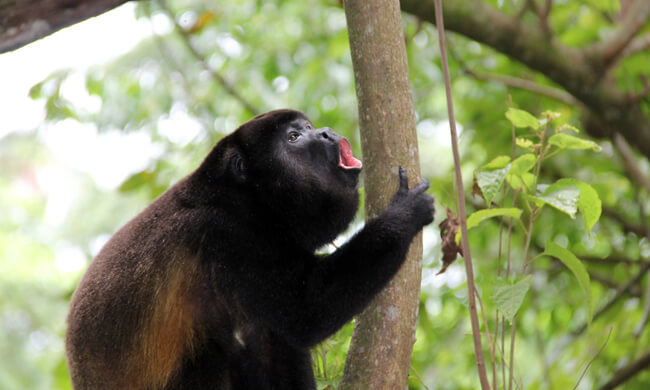 howler-monkey-on-central-pacific.jpg