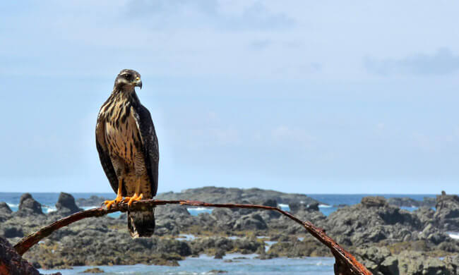 road-side-hawk.jpg