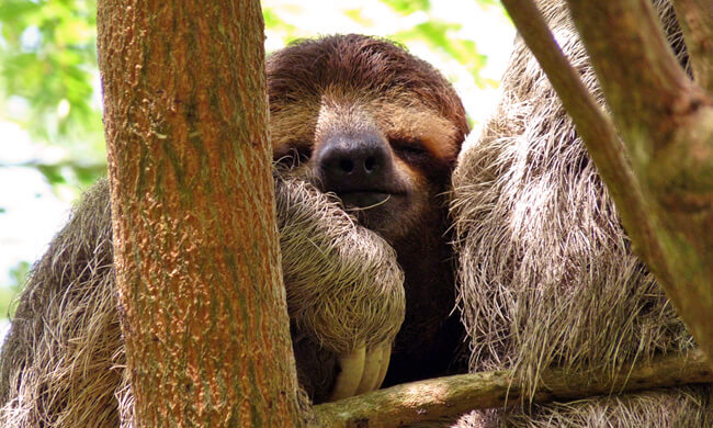 three-toed-sloth-at-lapa-rios.jpg