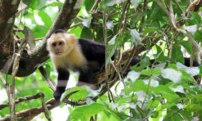 THIS is Costa Rica Wildlife! - Costa Rica Vacations