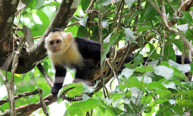 white-faced-capuchin-monkey.jpg