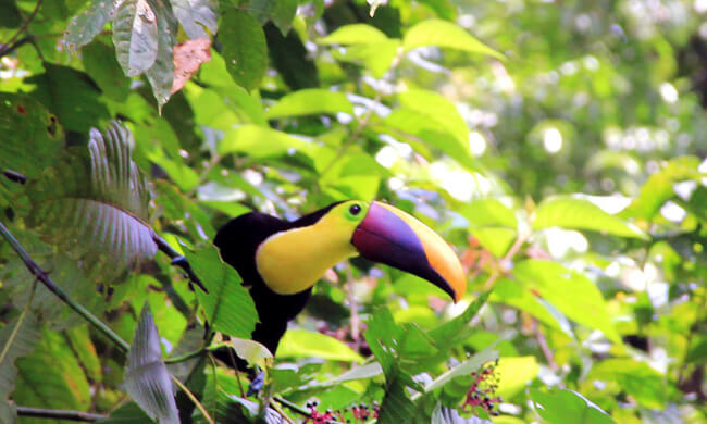 your-typical-costa-rican-toucan.jpg