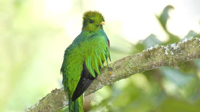 Guide to Costa Rica Birds - Top Species Where to See Them