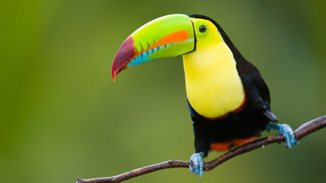 Toucans in Costa Rica - Where to See Them