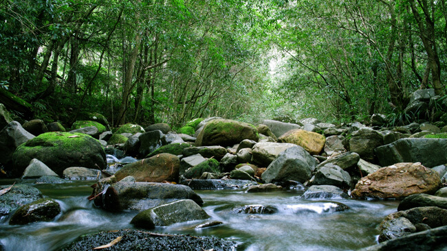 Guide to Costa Rica Nature Flora and Fauna