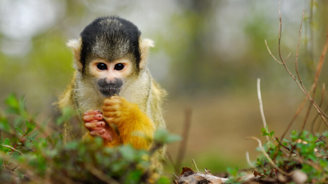 Monkeys in Costa Rica