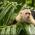 Capuchin monkey in Manuel Antonio
