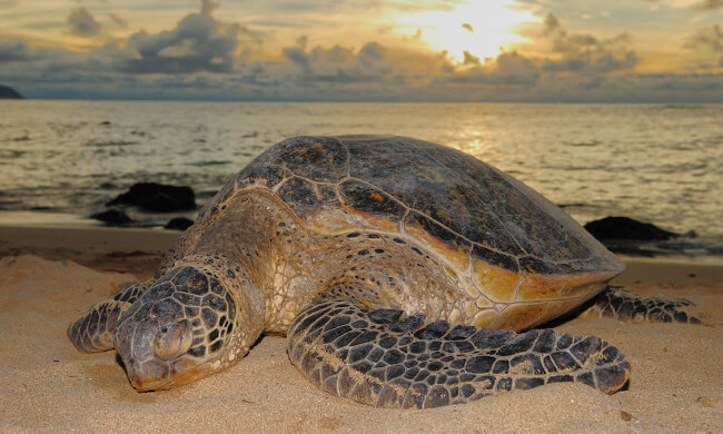  anidación de tortugas.jpg